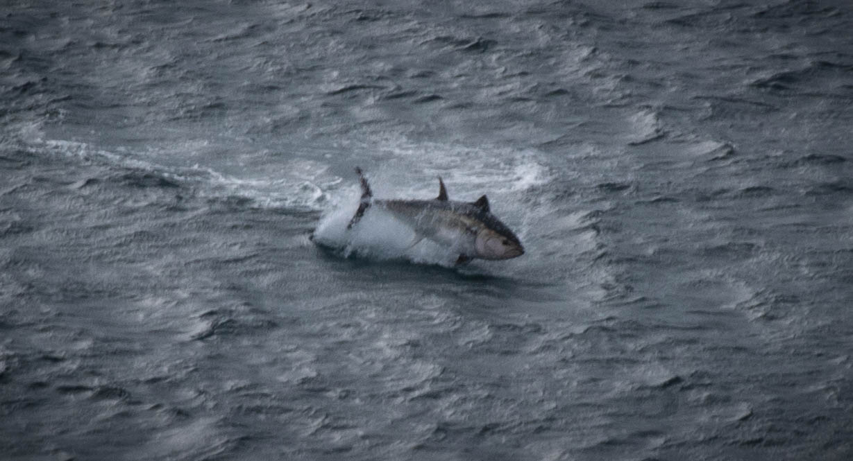 Bluefin tuna leaping clear of the sea off the Cornwall coast